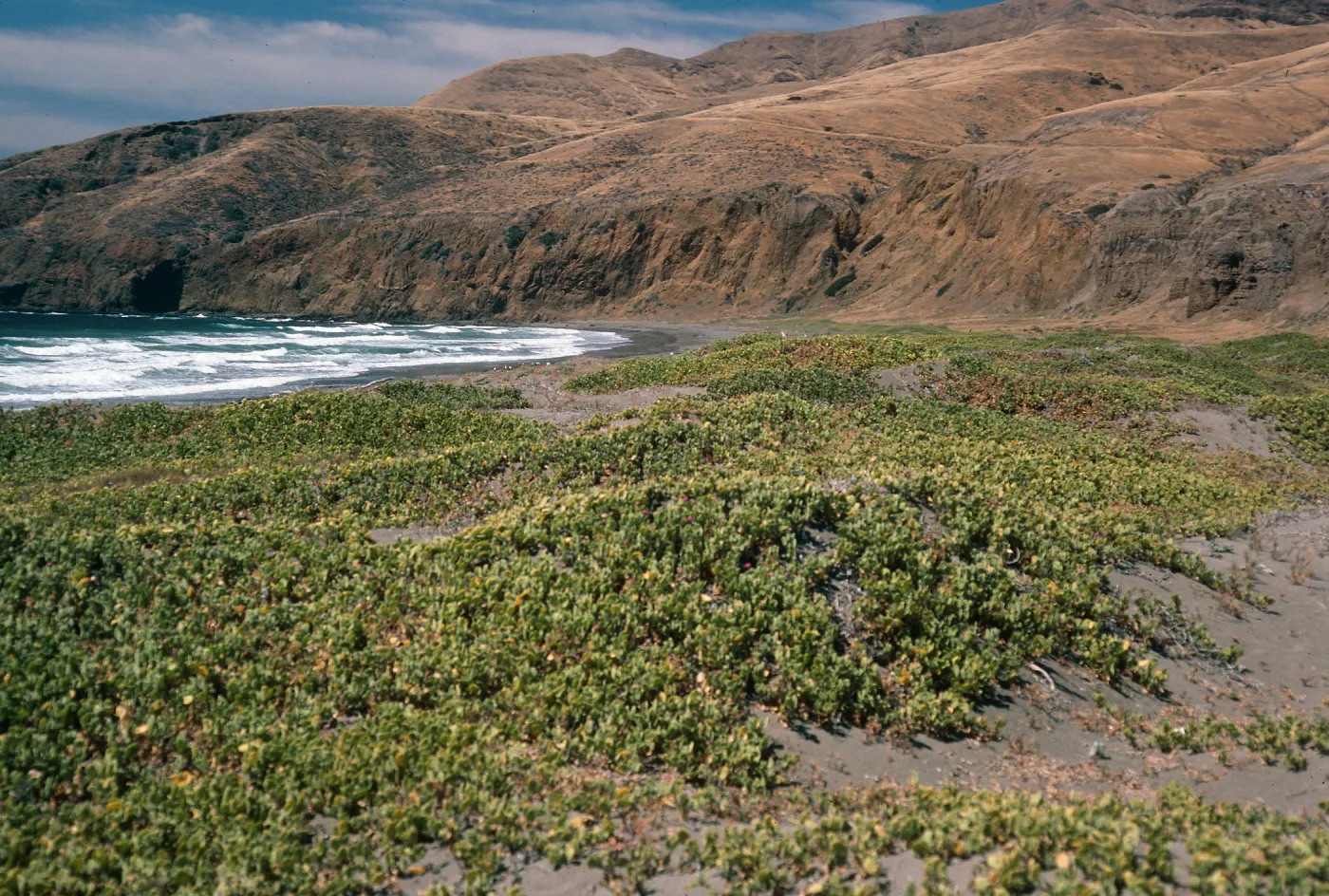 Abronia maritima, Christy Beach, North end, Santa Cruz Island