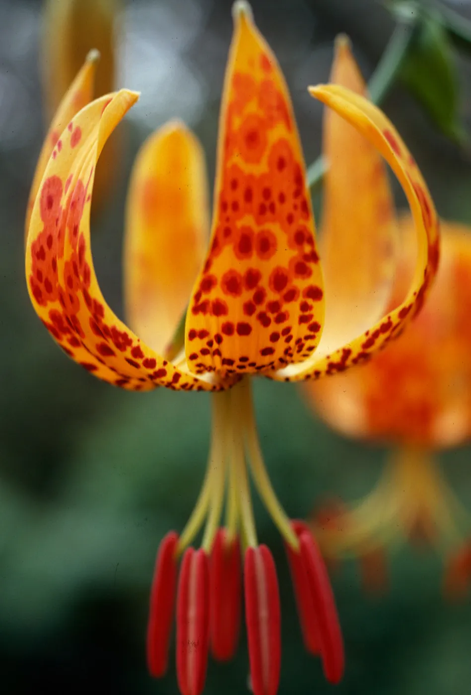 Lilium Humboldtii, Central Valley, just West of U.C. Field Station, Santa Cruz Island