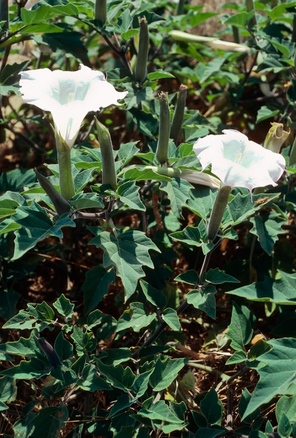 Datura, Lagunitas Secas, Santa Cruz Island