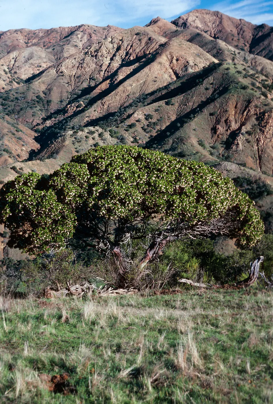 Arctostaphylos insularis, Islay Canyon Road, Santa Cruz Island
