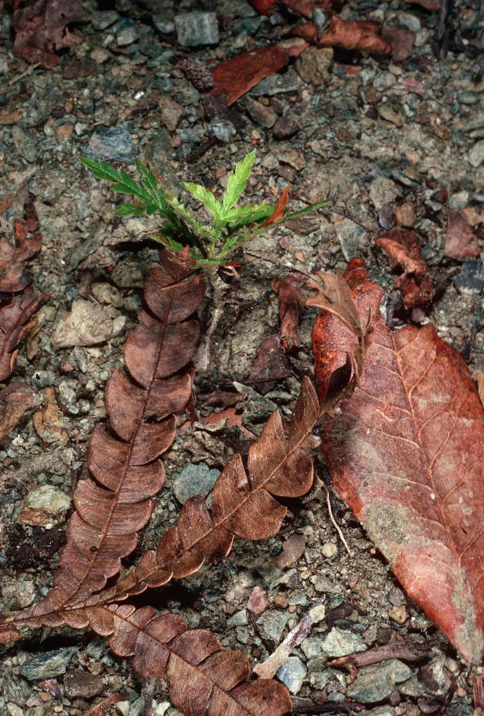 Lyonothamnus seedling, N-facing slope in Christy Pines, West of Embudo trough, Santa Cruz Island