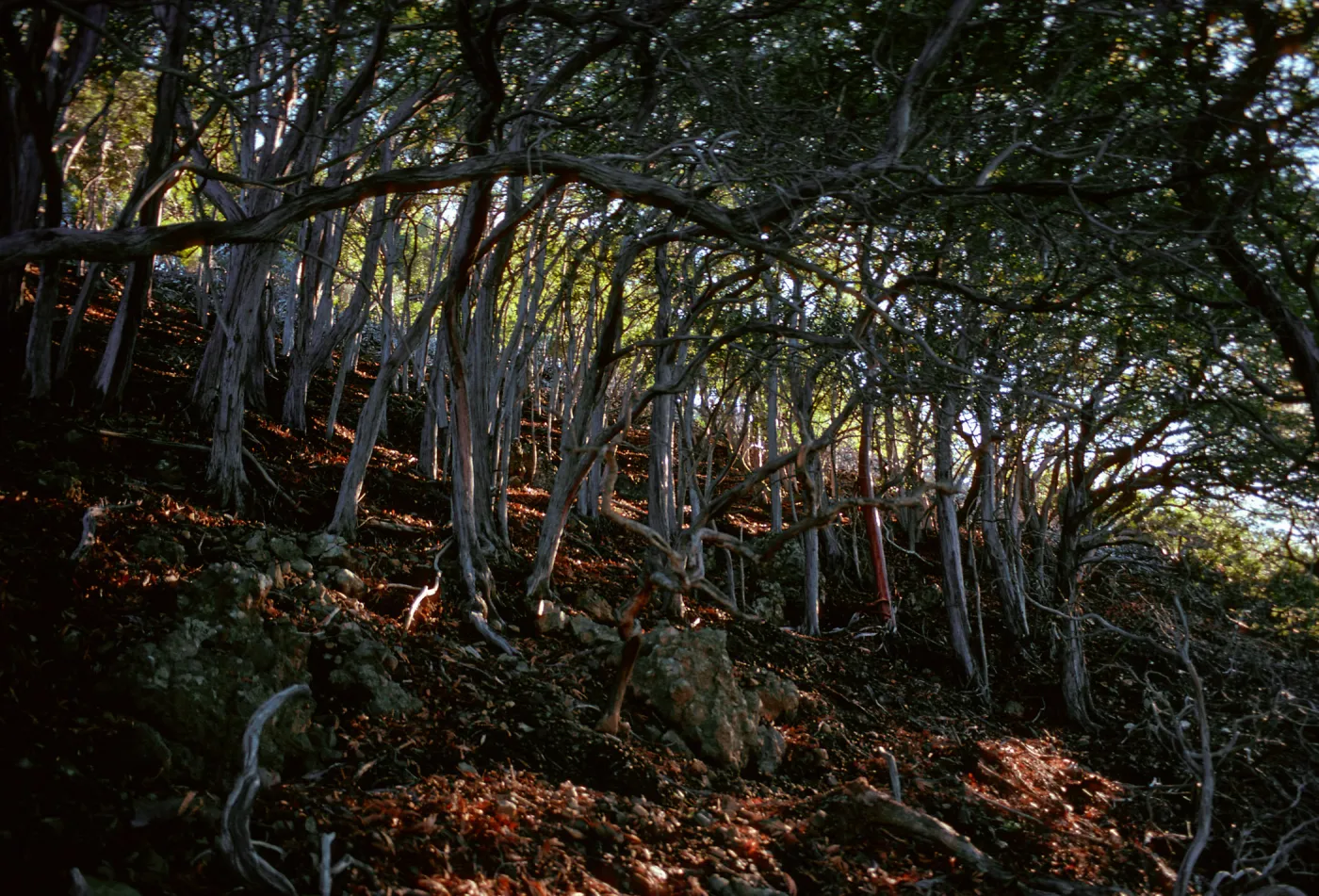 Lyonothamnus, North side of Peak 1941, Santa Cruz Island