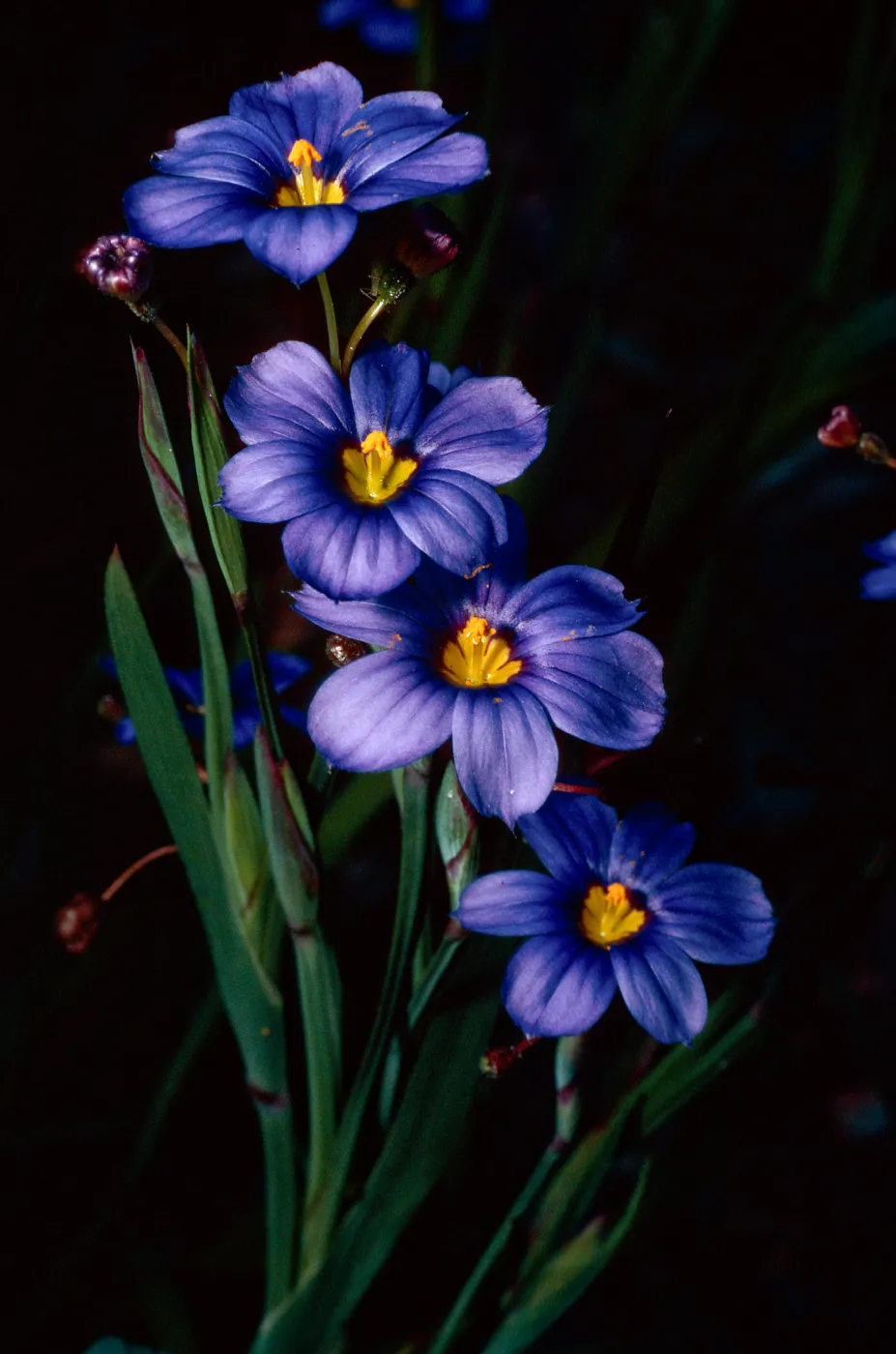 Sisyrinchium bellum, Island Section, Santa Barbara Botanic Garden