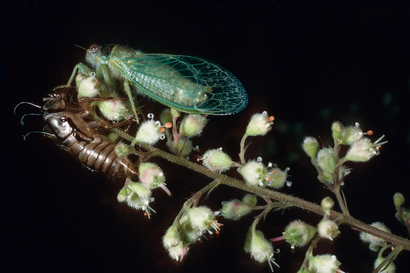 Cicada on Heuchera maxima, Santa Barbara Botanic Garden