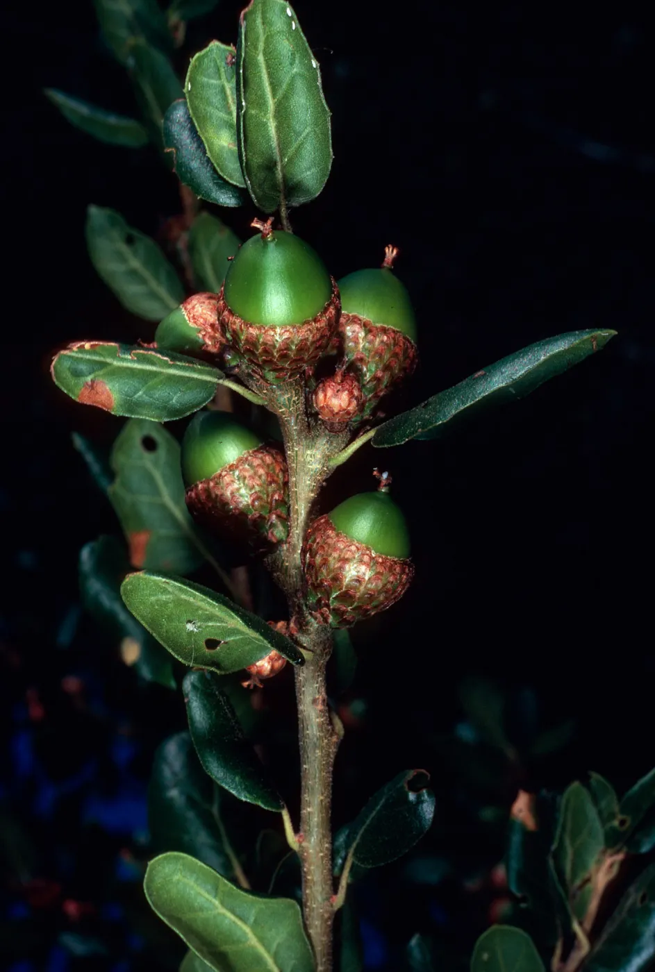 Quercus agrifolia (Coastal Live Oak), Santa Barbara Botanic Garden