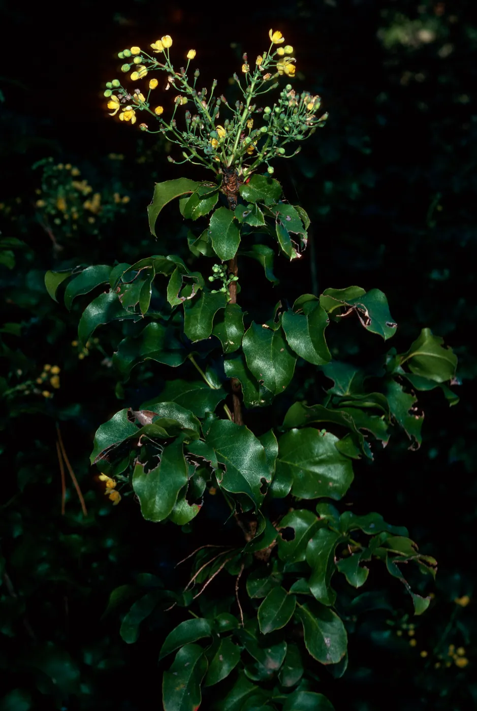 Mahonia pinnata insularis, Island Section, Santa Barbara Botanic Garden