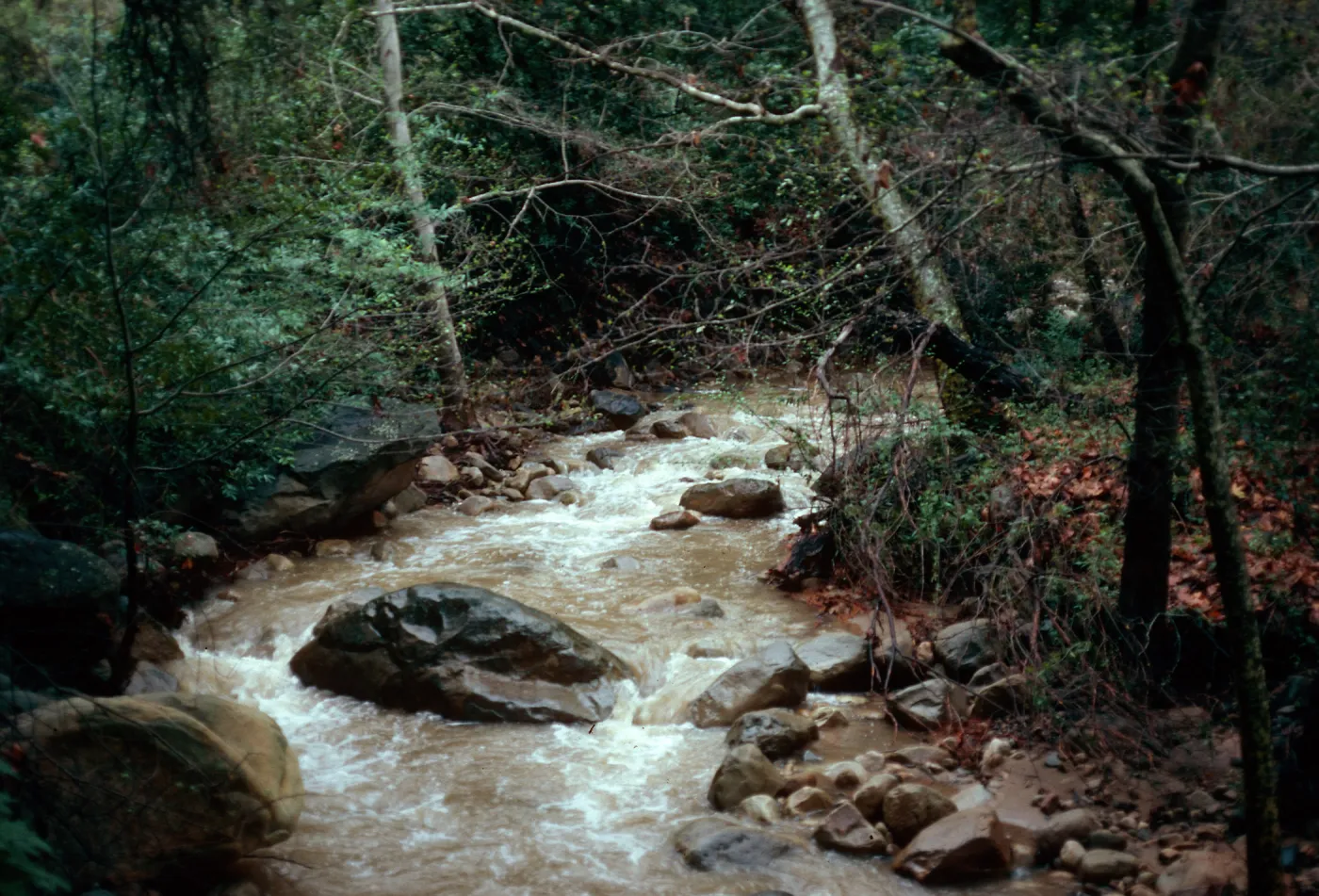 Mission Creek, Santa Barbara Botanic Garden
