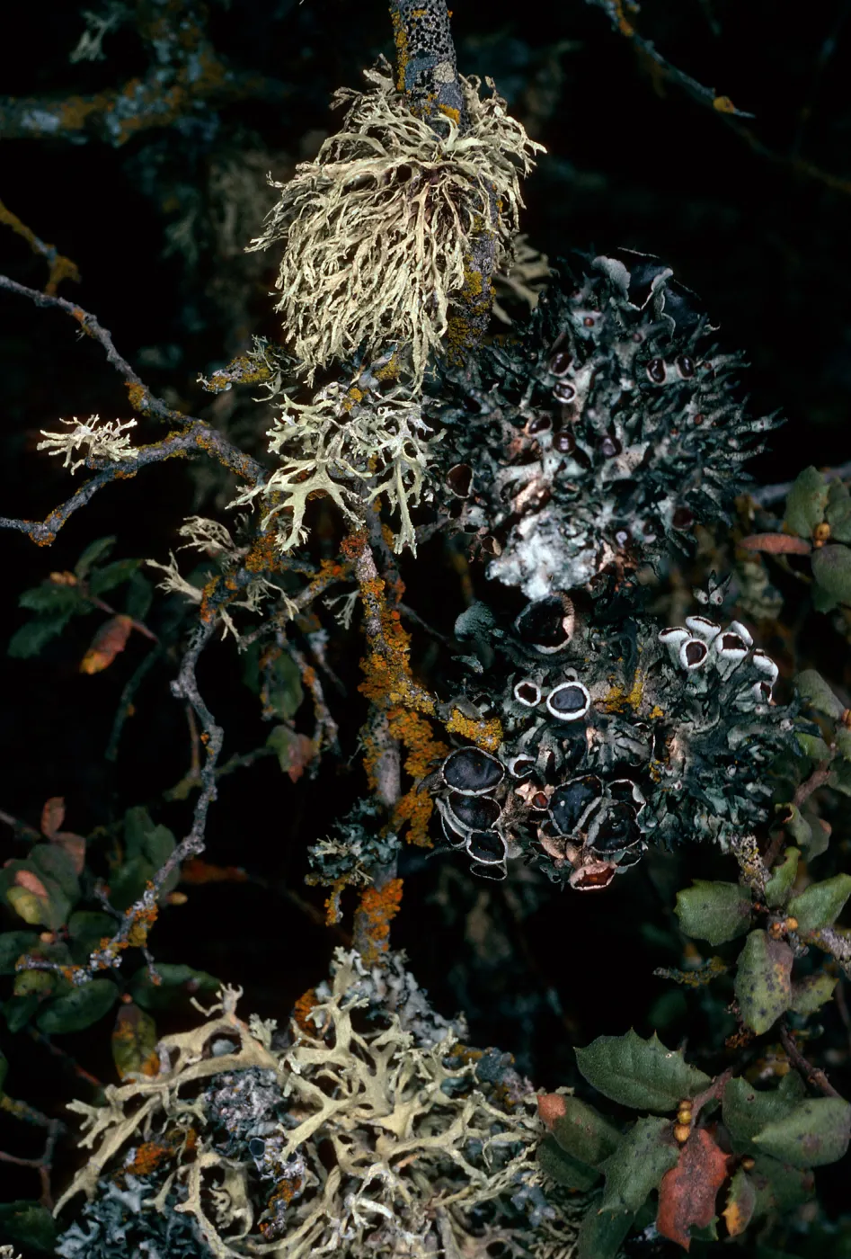 lichens on Quercus durata, Cuesta, San Luis Obispo County