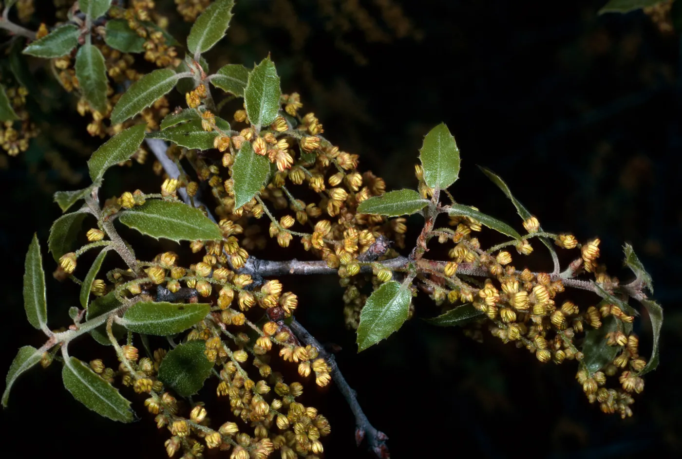 Quercus Wislizenii, Cuesta, San Luis Obispo County