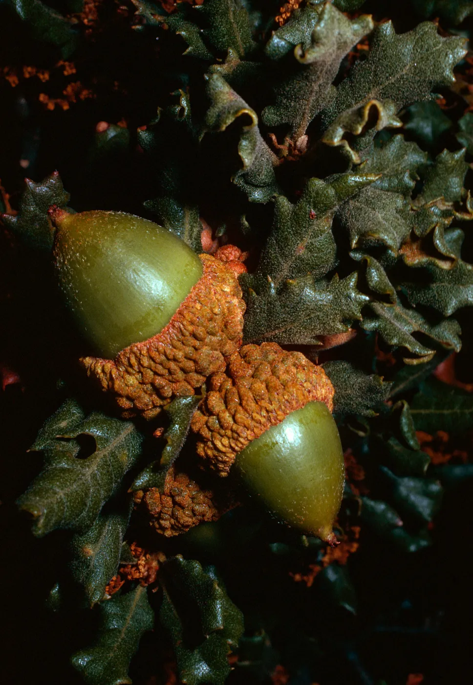 Quercus durata, Cuesta, San Luis Obispo County
