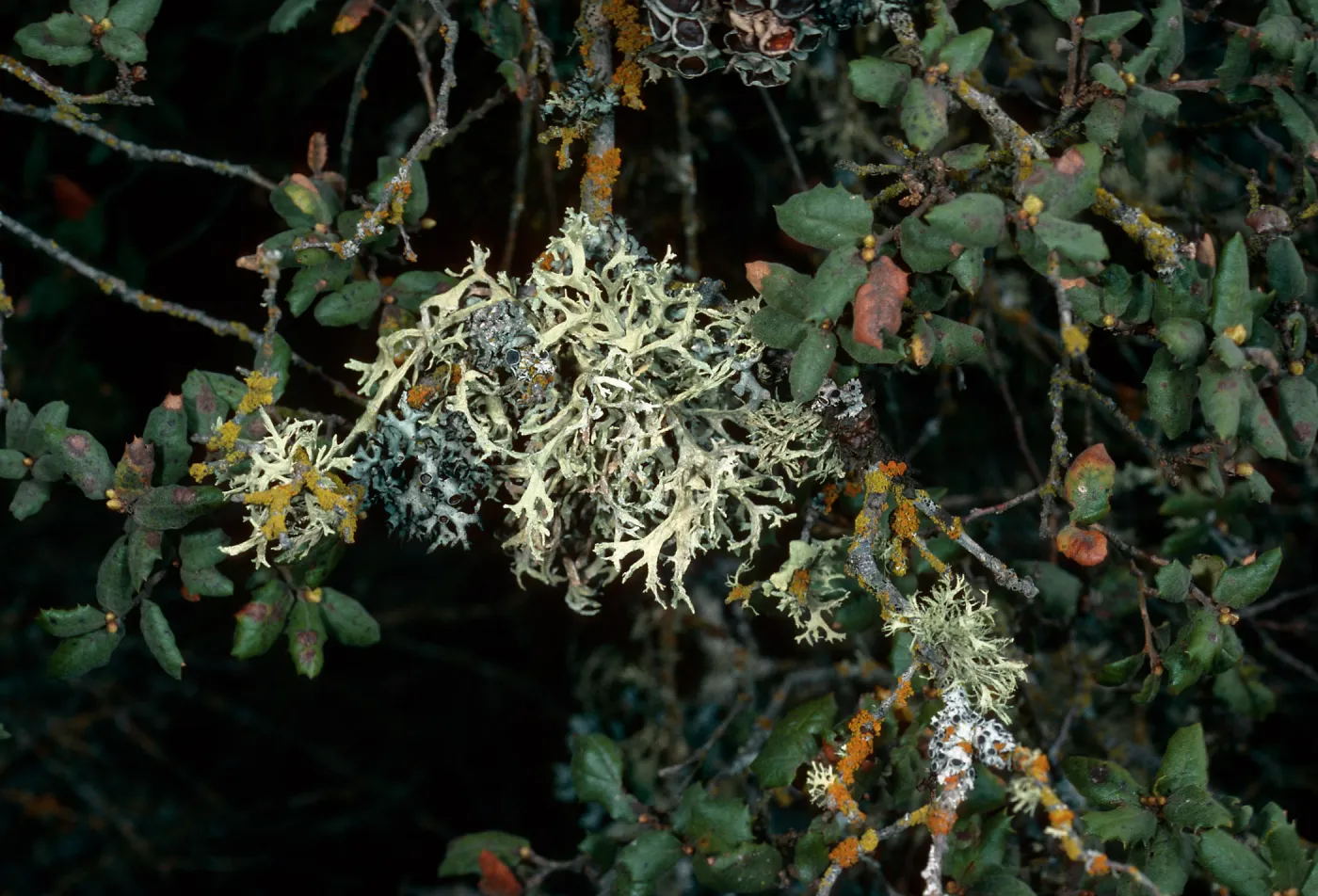 lichens on Quercus durata, Cuesta, San Luis Obispo County