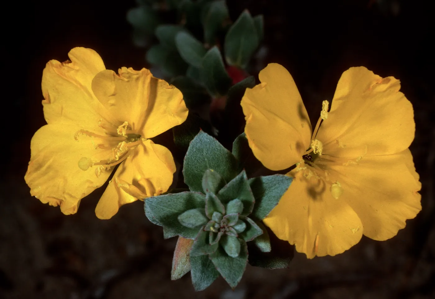 Camissonia cheiranthifolia suffuticosa, Goleta Beach