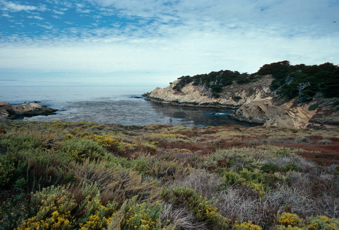 Coastal Sage, Point Lobos, Monterey County