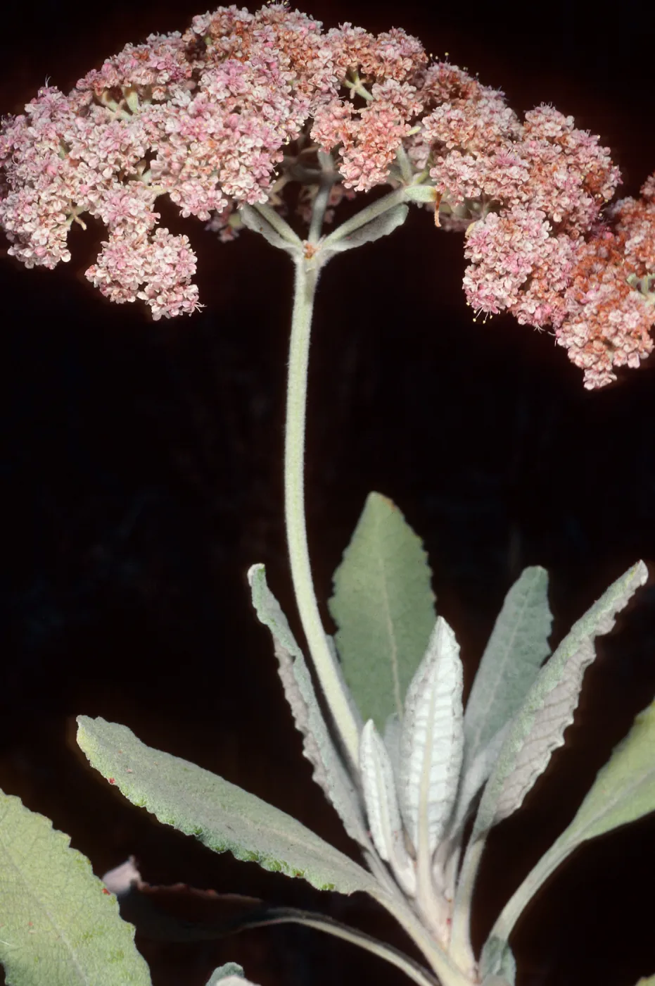 Eriogonum giganteum subspecies formosum, by Nots Pier, San Clemente Island