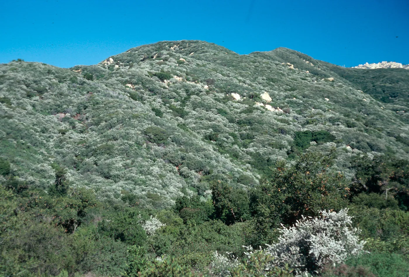 Ceanothus megacarpus in flower on hillsides, Rattlesnake Canyon, Santa Barbara County