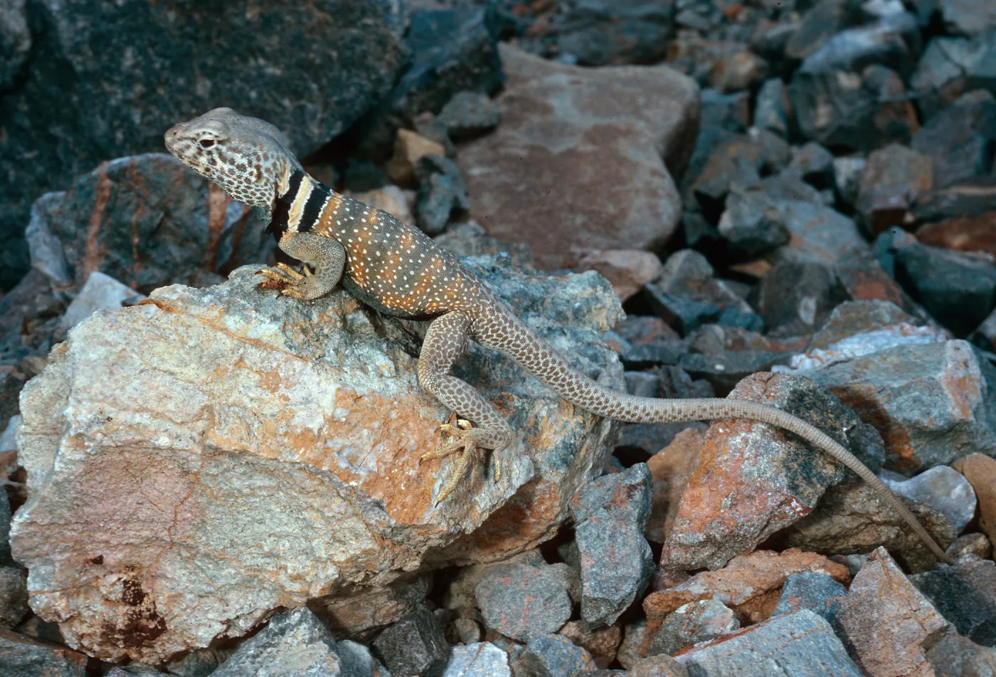 collared lizard, 0,4 mile West of Wildrose Spring picnic ground, Panamint Mountains, Death Valley National Monument