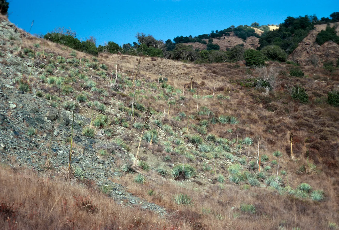 serpentine slope, Salmon Creek, Monterey County