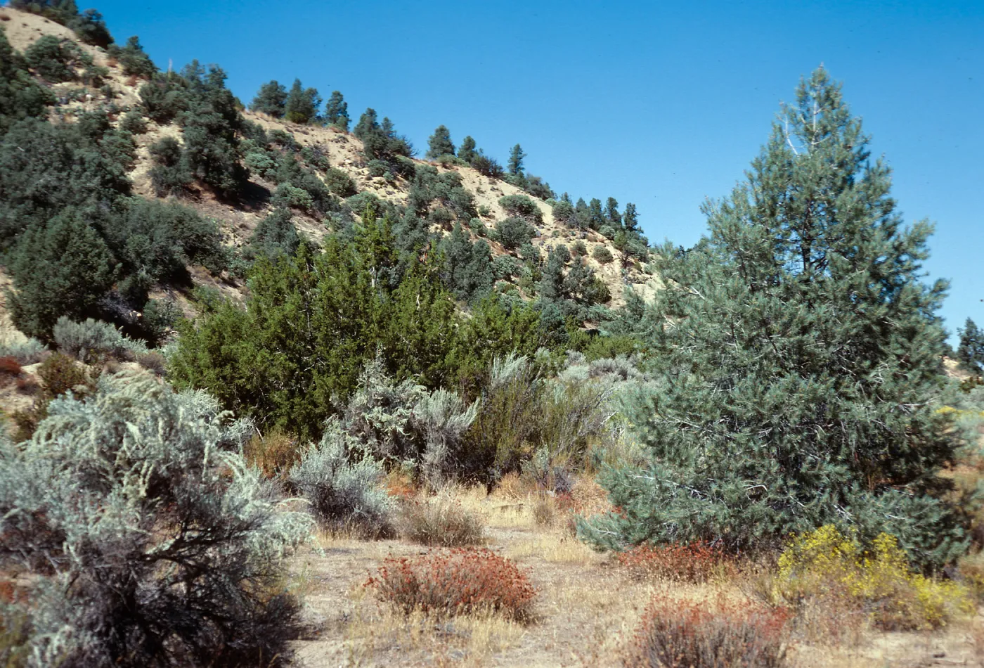 Pinus monophylla, Juniperus californica, Lockwood Valley, Ventura County