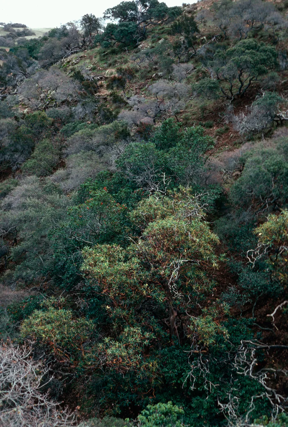 Madrones, canyon Northwest of Peak 1848, Santa Cruz Island 