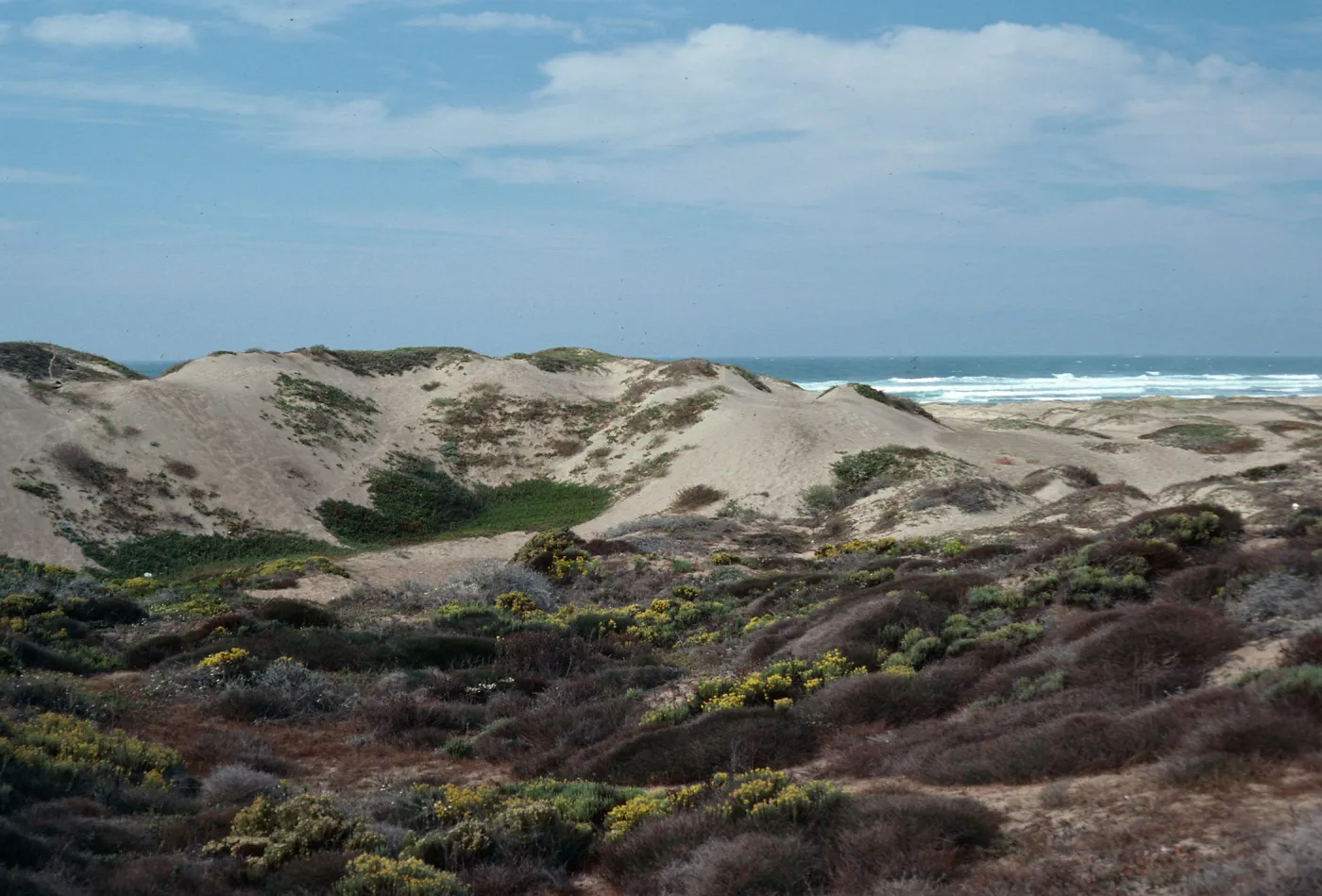 dunes, Northwest corner of park, Montaña de Oro, San Luis Obispo County