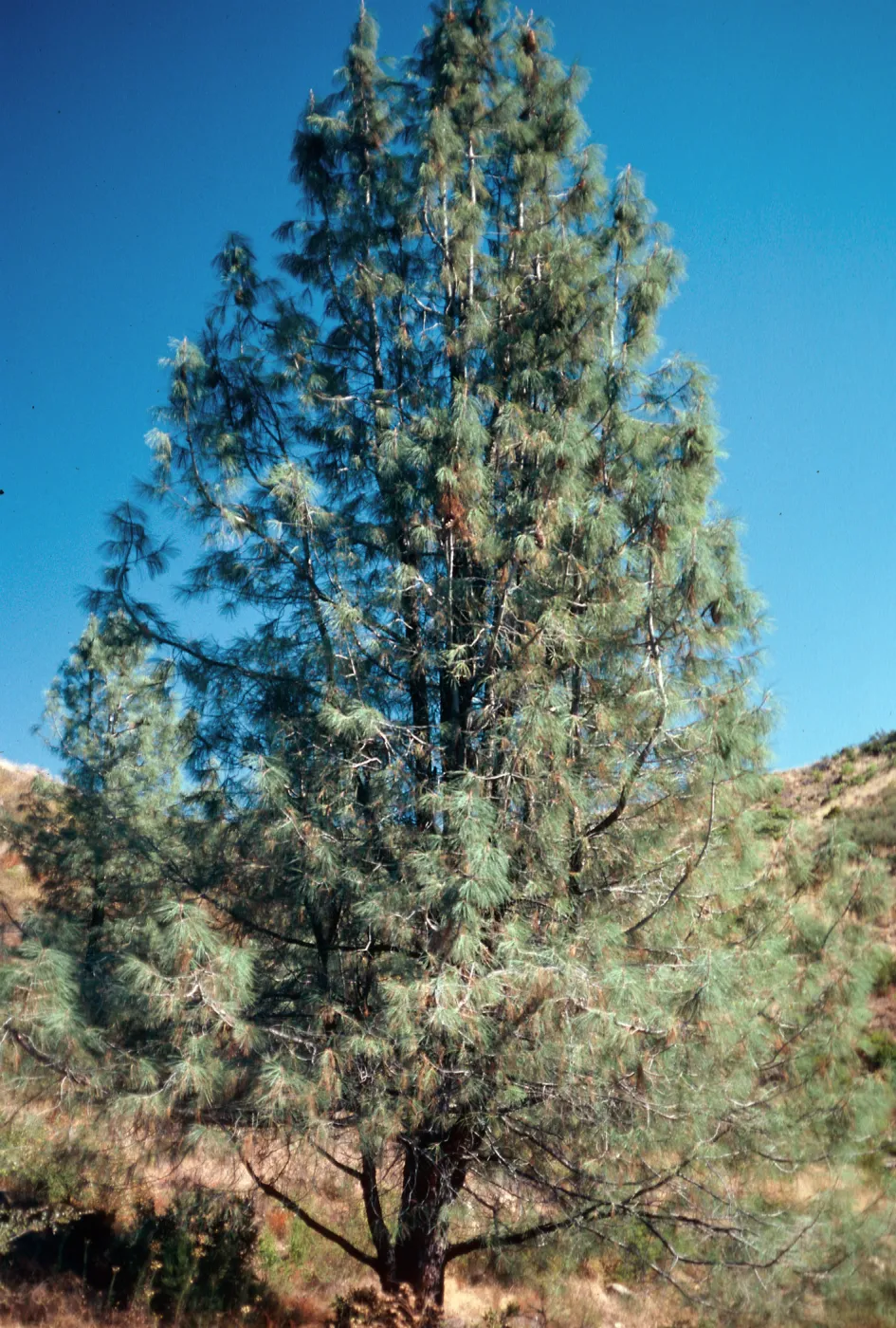 Pinus sabiniana, East Camino Cielo, Santa Barbara County