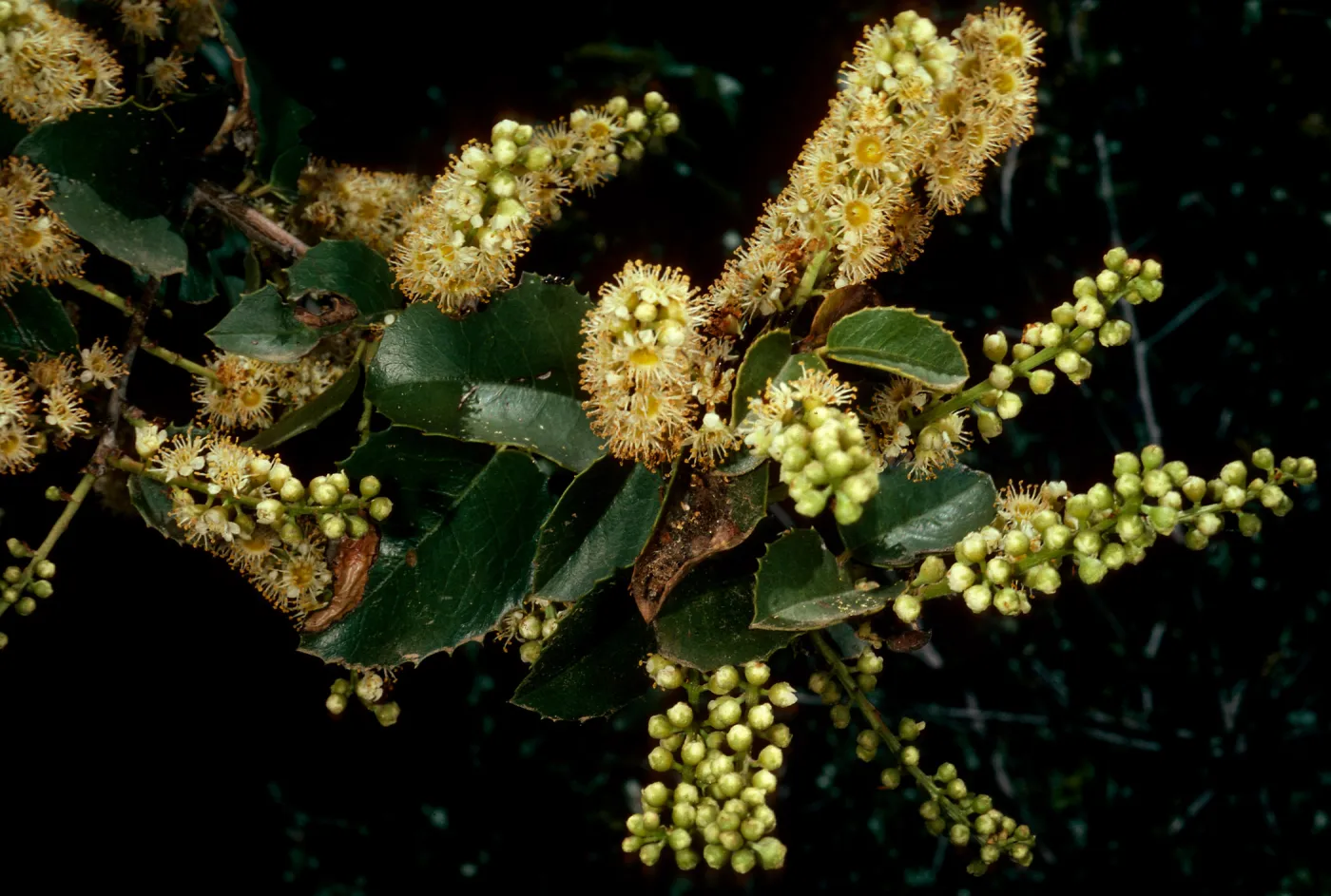 Prunus ilicifolia, West Camino Cielo, Santa Barbara County