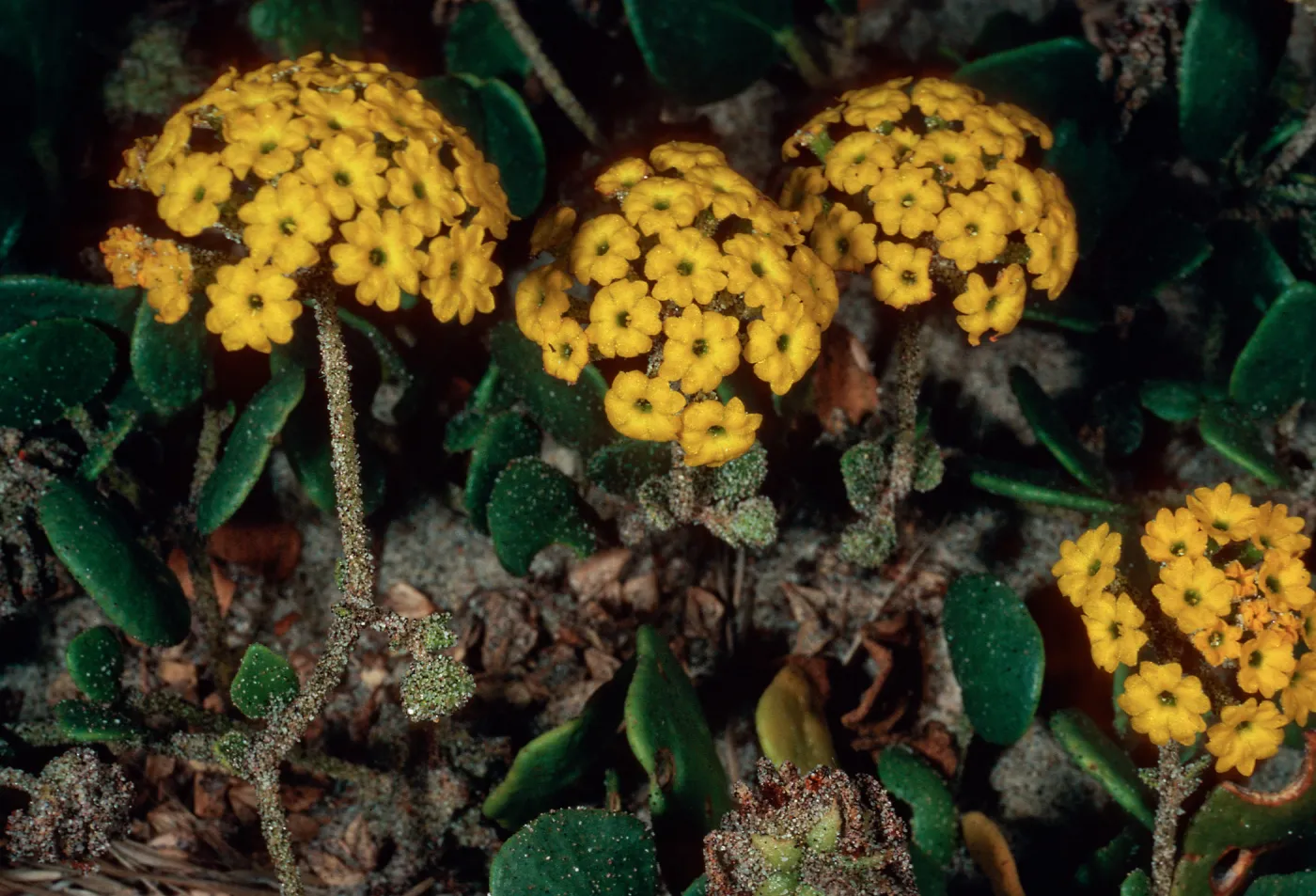 Abronia latifolia, Pfeiffer Beach, Big Sur, Monterey County