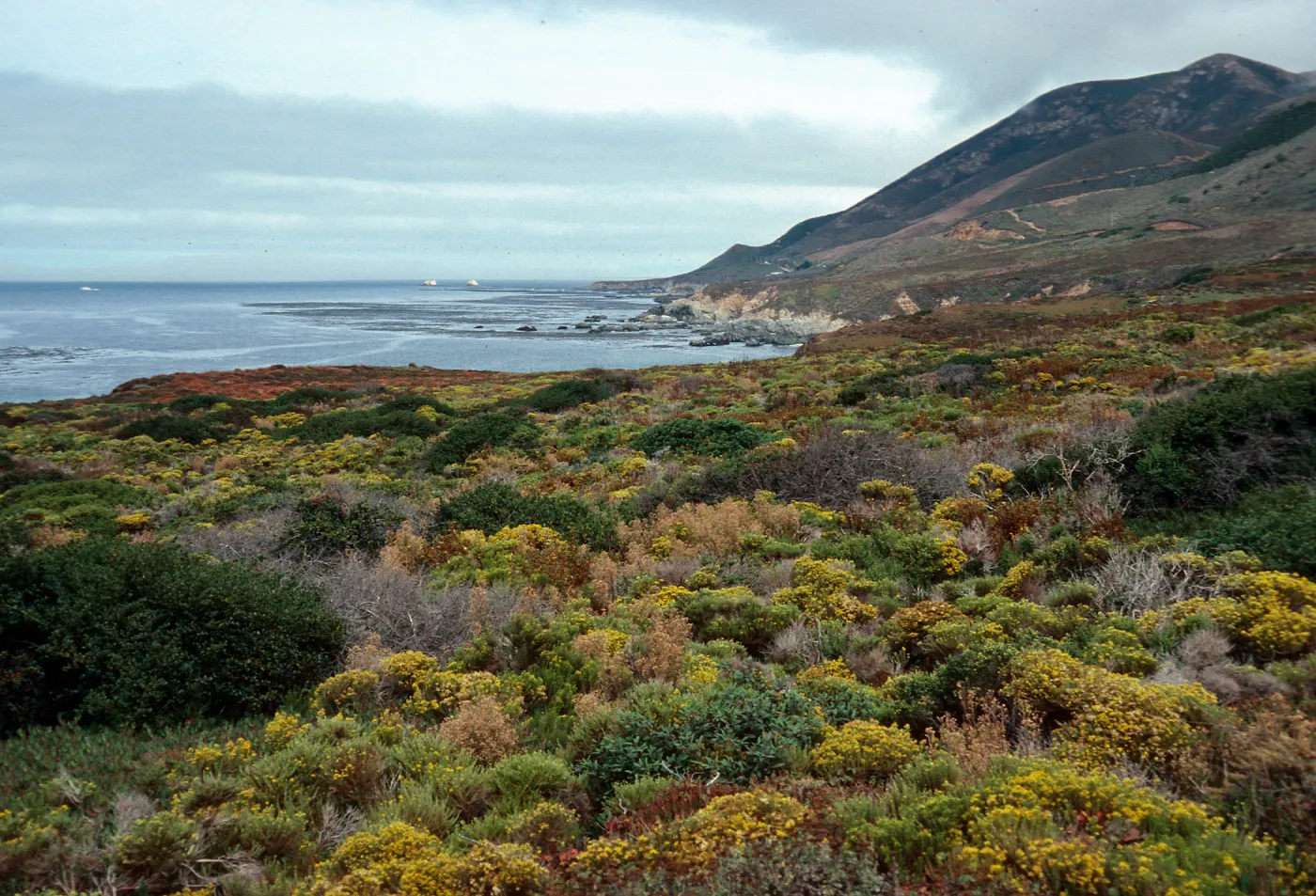 Haplopappus ericoides, llooking North from Garrapata Beach, North of Big Sur, Monterey County