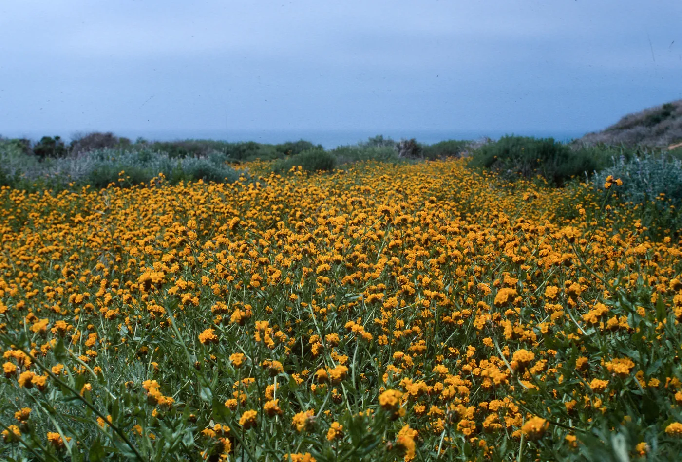 Amsinckia, coastal dunes, Montaña de Oro, San Luis Obispo County