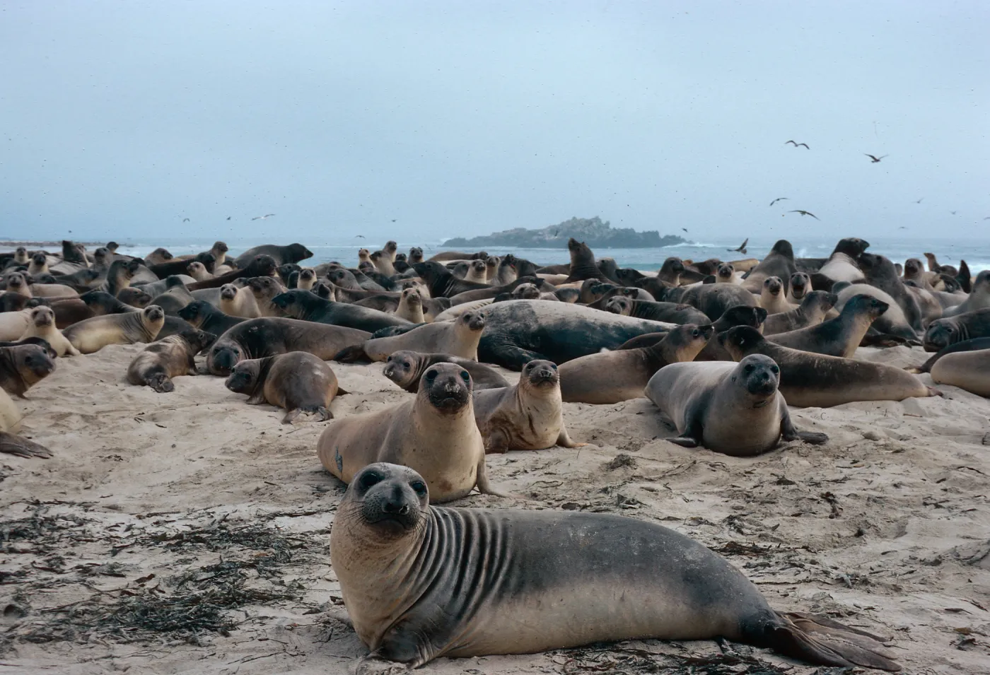Elephant Seals, Point Bennett, San Miguel Island