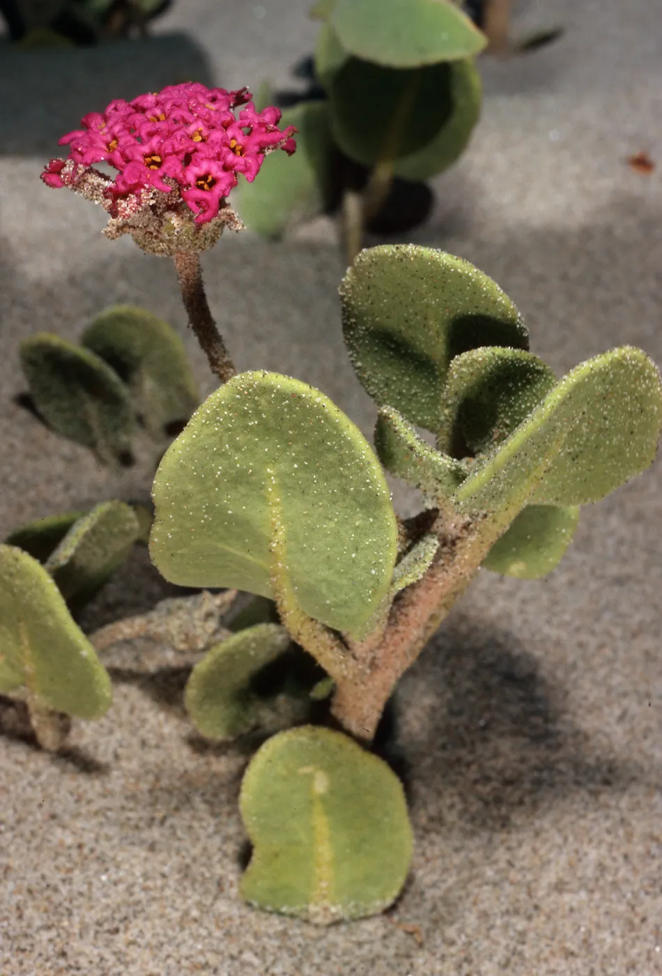 Abronia maritima, dunes at Ocean Park, Surf, Santa Barbara County