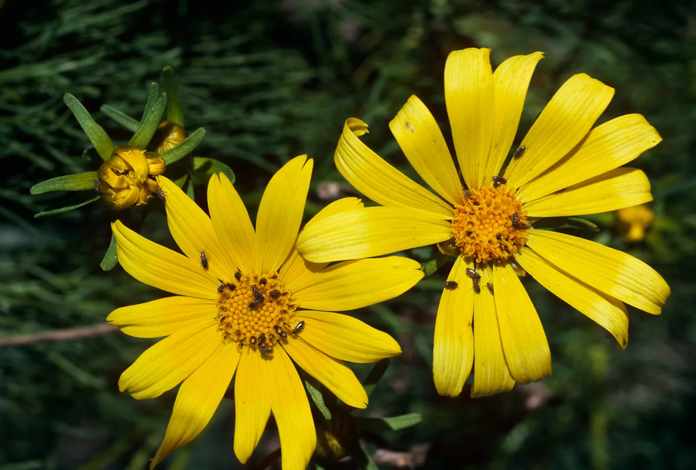 Coreopsis gigantea, West Anacapa Island