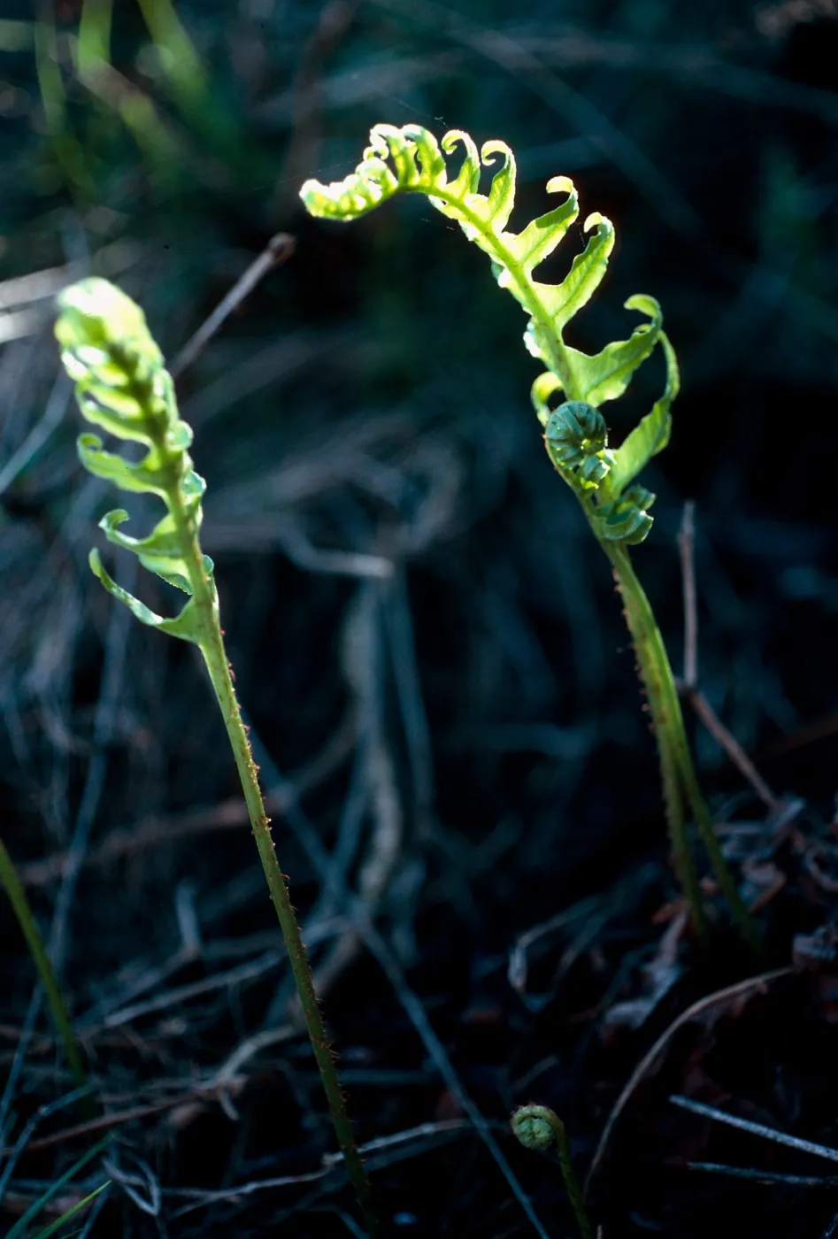 Polypodium californicum, Baccharis gulch, West Anacapa Island