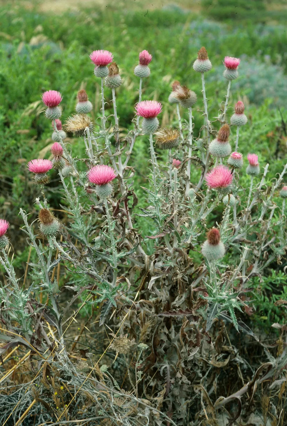 Cirsium occidentale, Beach Road north of airfield, San Nicolas Island