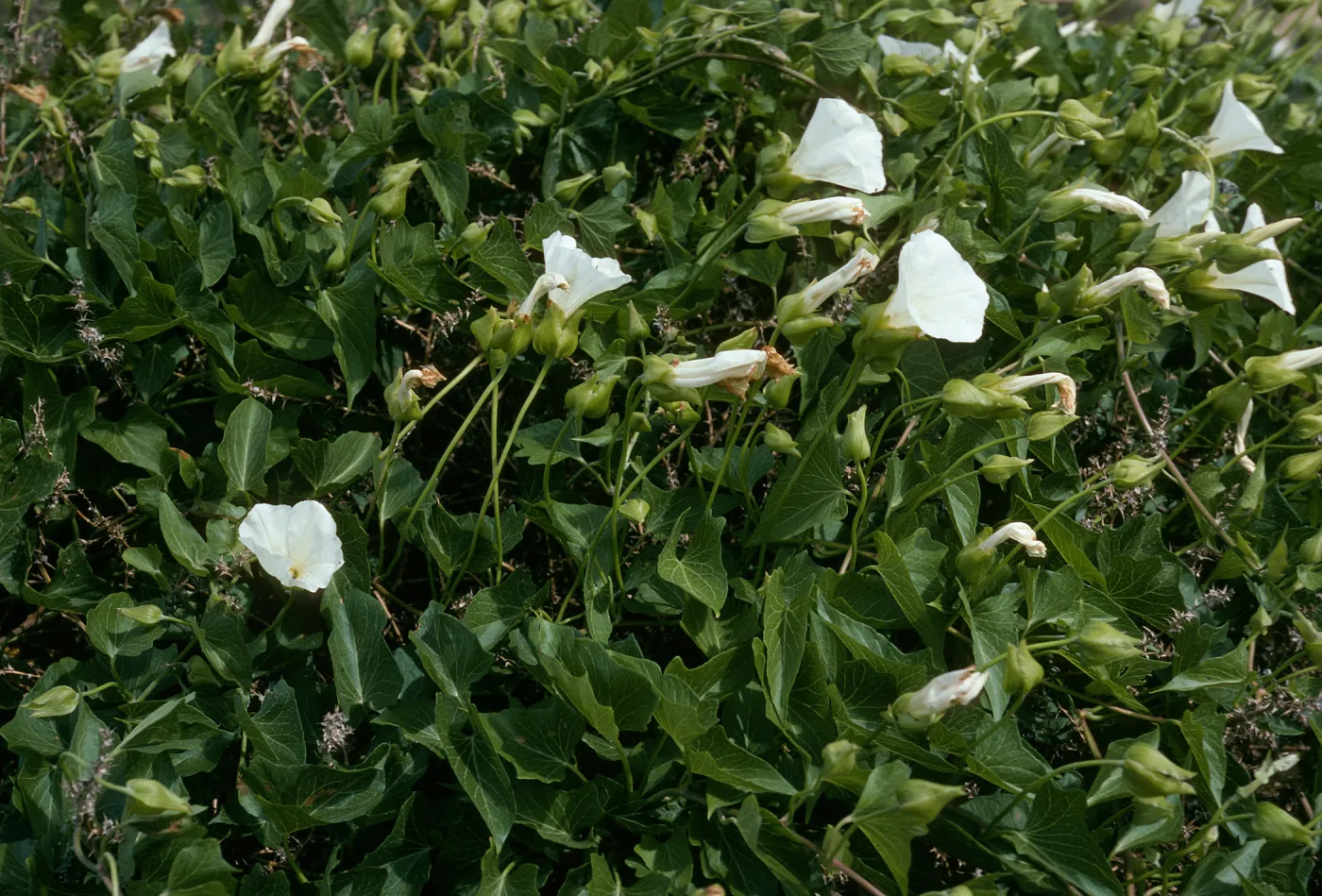 Calystegia macrostegia amplissima, Northeast coastal terrace, San Nicolas Island