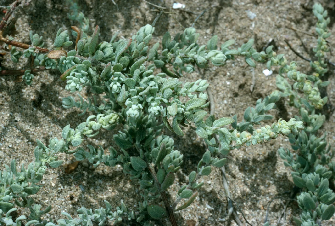 Atriplex californica, East end of Tender Beach, San Nicolas Island