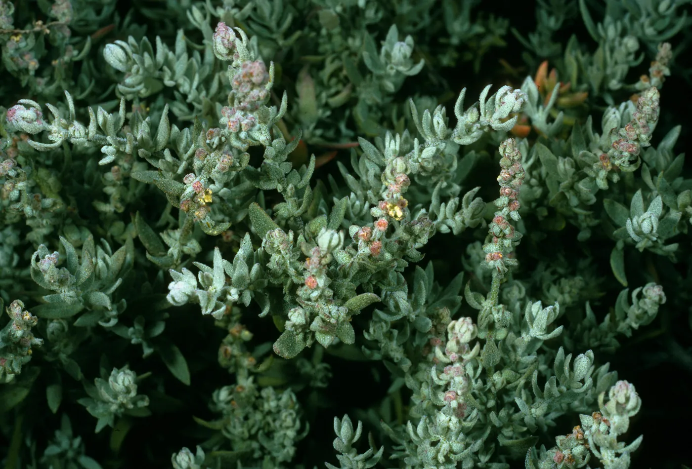 Atriplex californica, Northeast coastal flats, San Nicolas Island