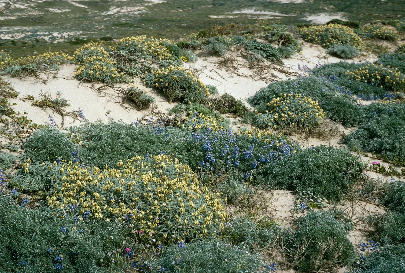Astragalus traskiae, Near Red Eye Beach, San Nicolas Island
