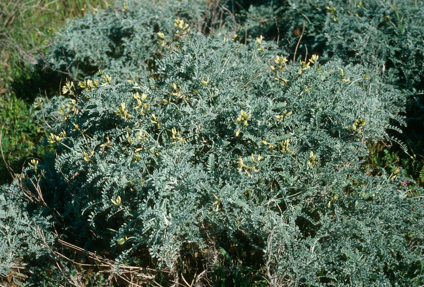 Astragalus traskiae, Terrace, San Nicolas Island