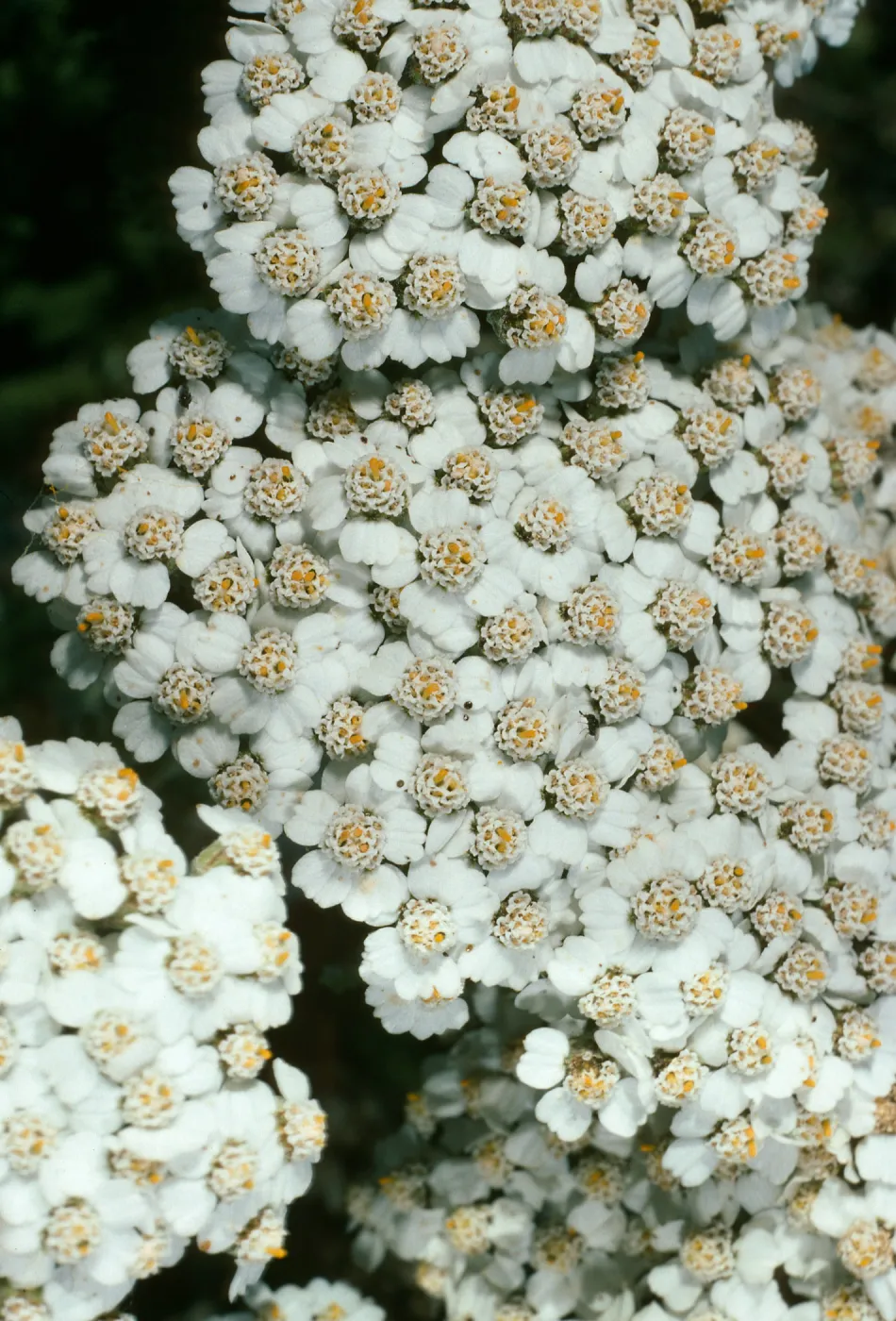 Achillea, Northeast coastal flats, San Nicolas Island