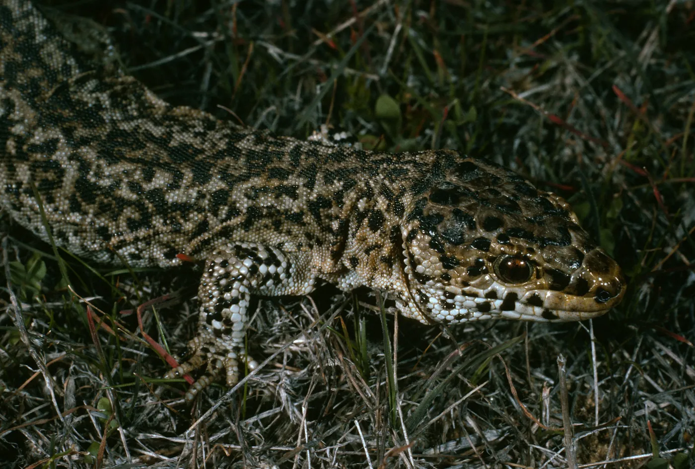 Night Lizard, Building 112, San Nicolas Island
