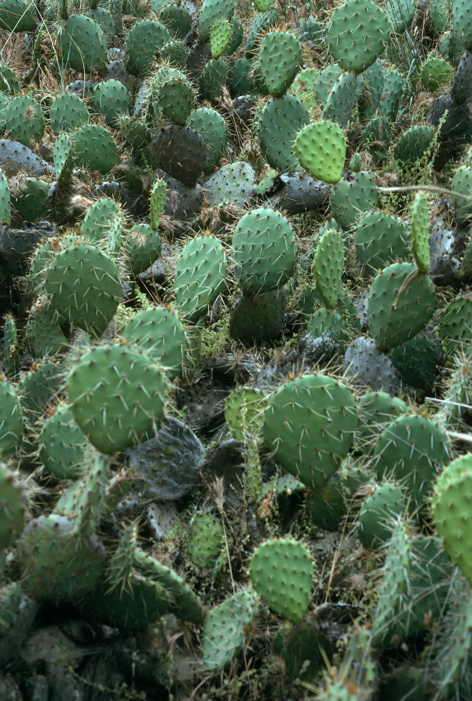 Opuntia oricola, East of Towers Canyon, South side, San Nicolas Island