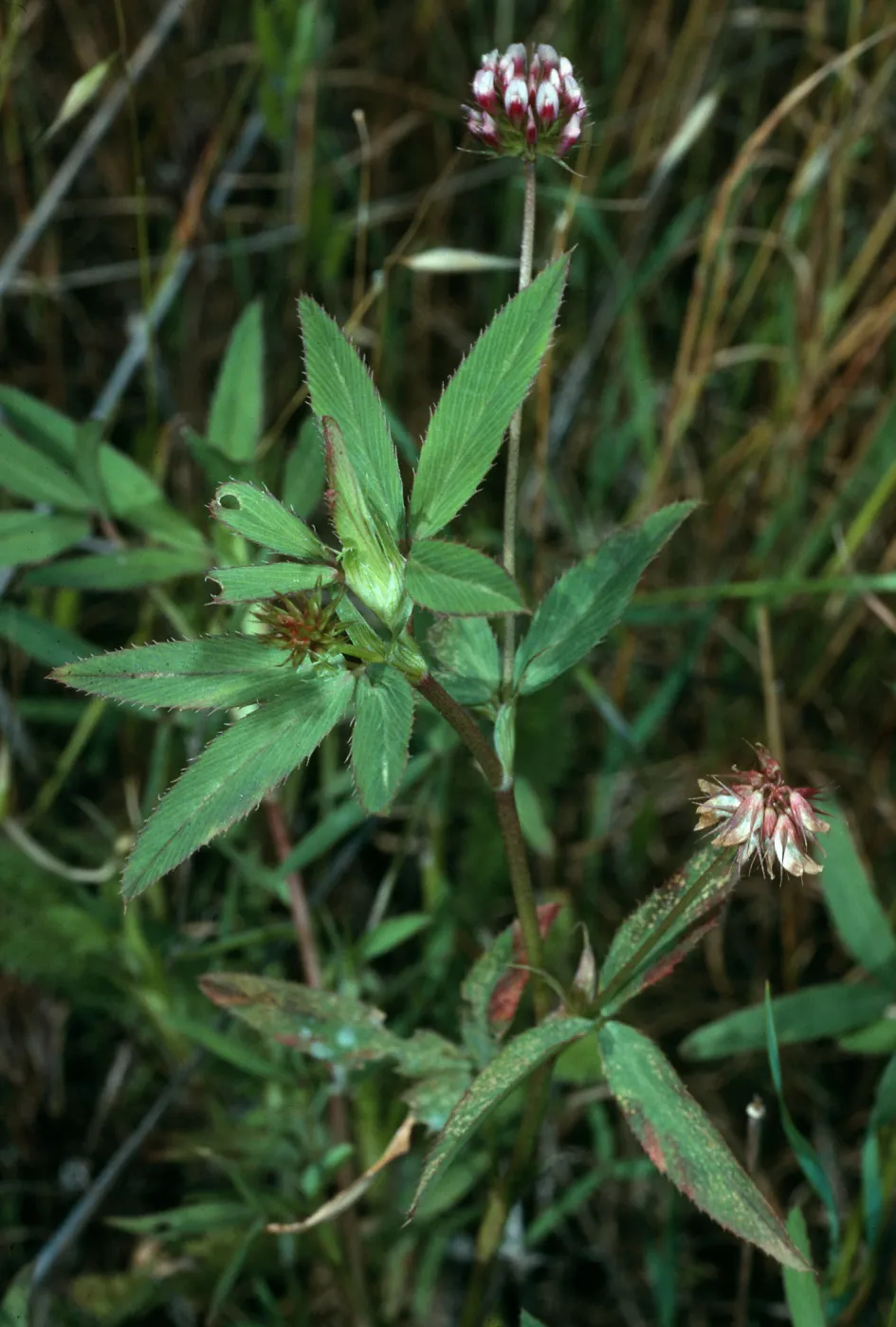 Trifolium palmeri, Northeast coastal flats, San Nicolas Island