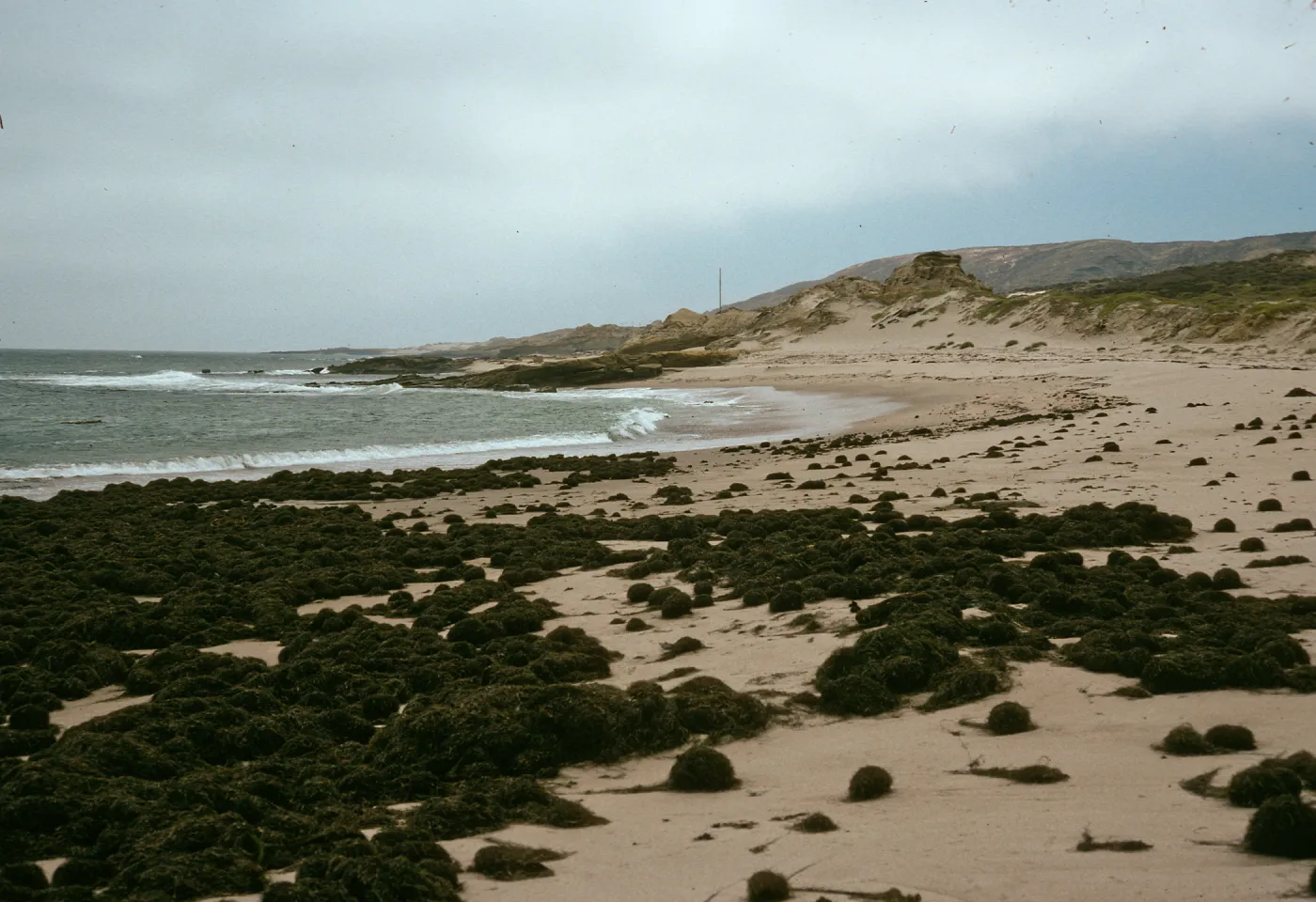 Phyllospadix, On beach, Old Barge Landing, Just east of navfac grade, San Nicolas Island