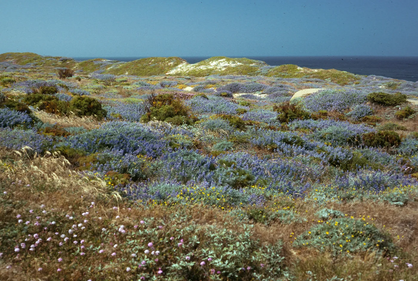 Lupines, coreopsis, abronia, coastal scrub, West of Corral Harbor, San Nicolas Island