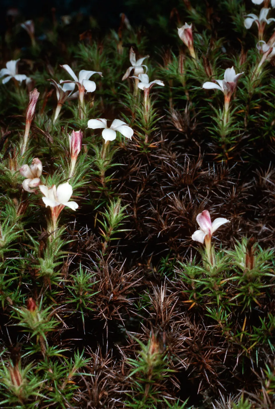 Leptodactylon veatchii, Cedros Island