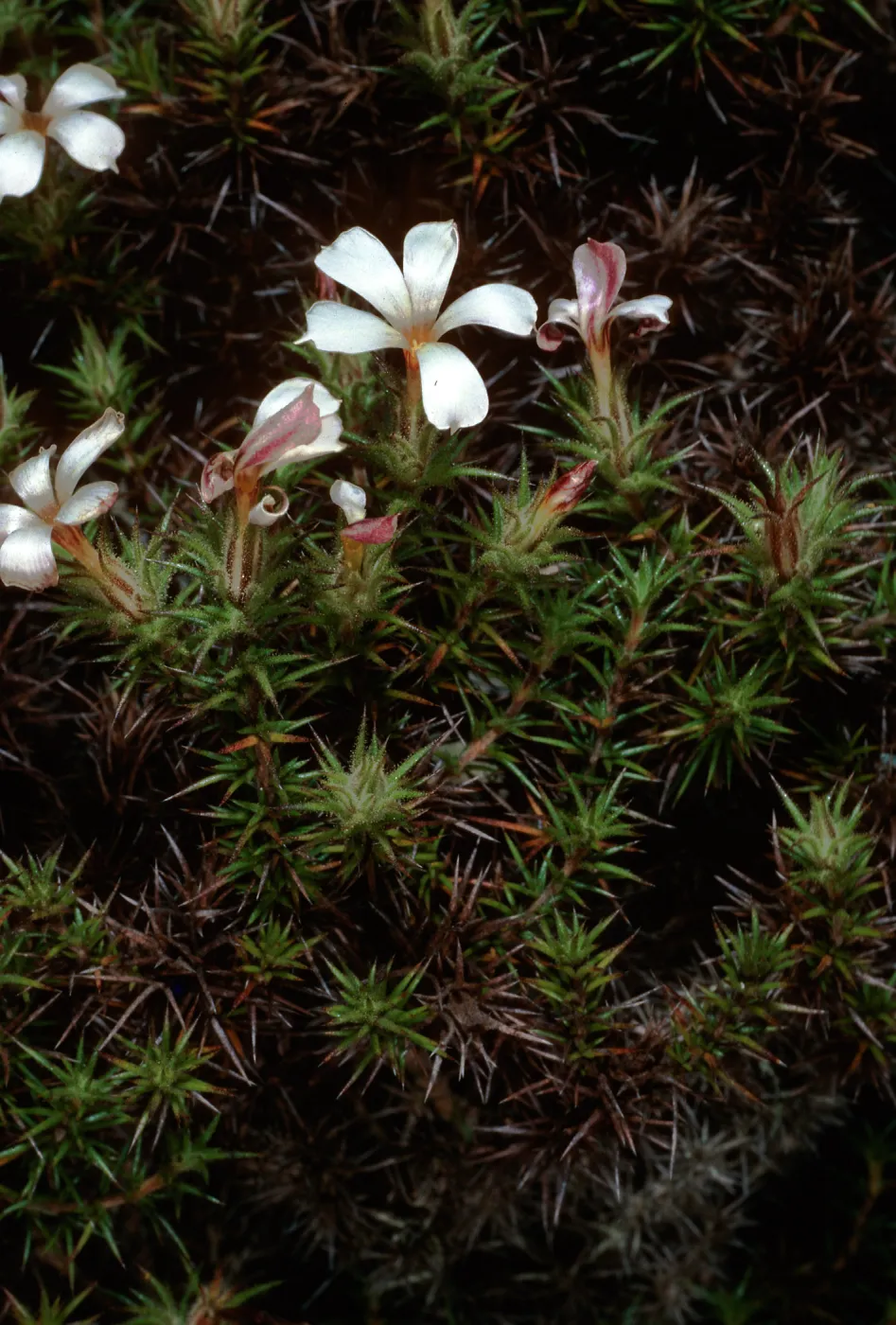 Leptodactylon veatchii, Cedros Island