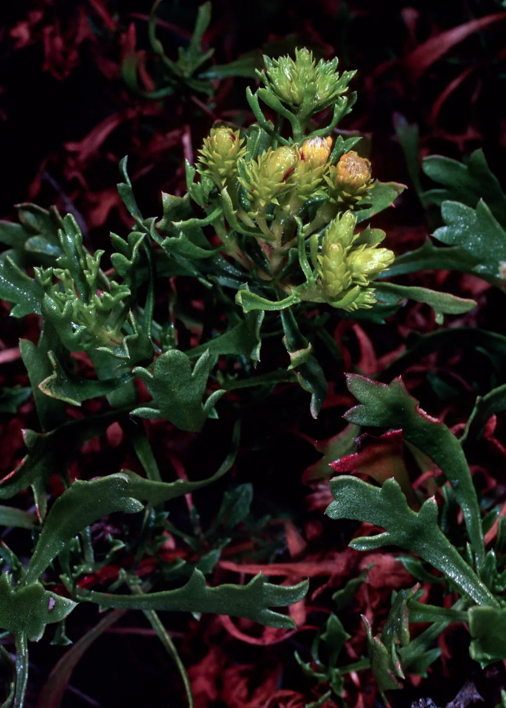 Haplopappus, Cedros Island