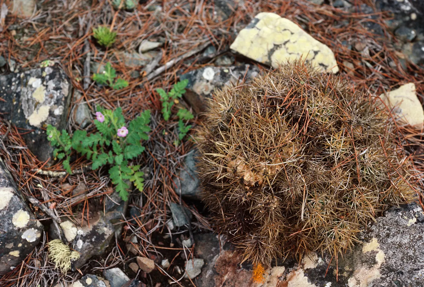Phacelia, pines, northwest side of Cedros Island
