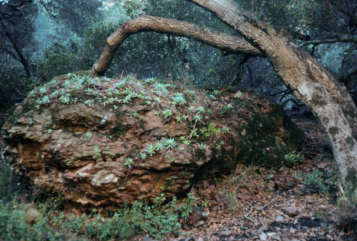 Dudleya greenei, Cañada Del Puerto, Santa Cruz Island